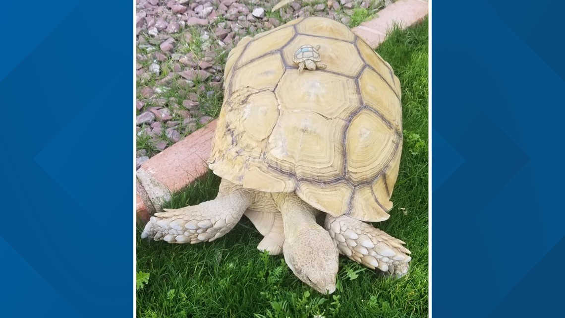 An Arizona family needs help finding their lost tortoise