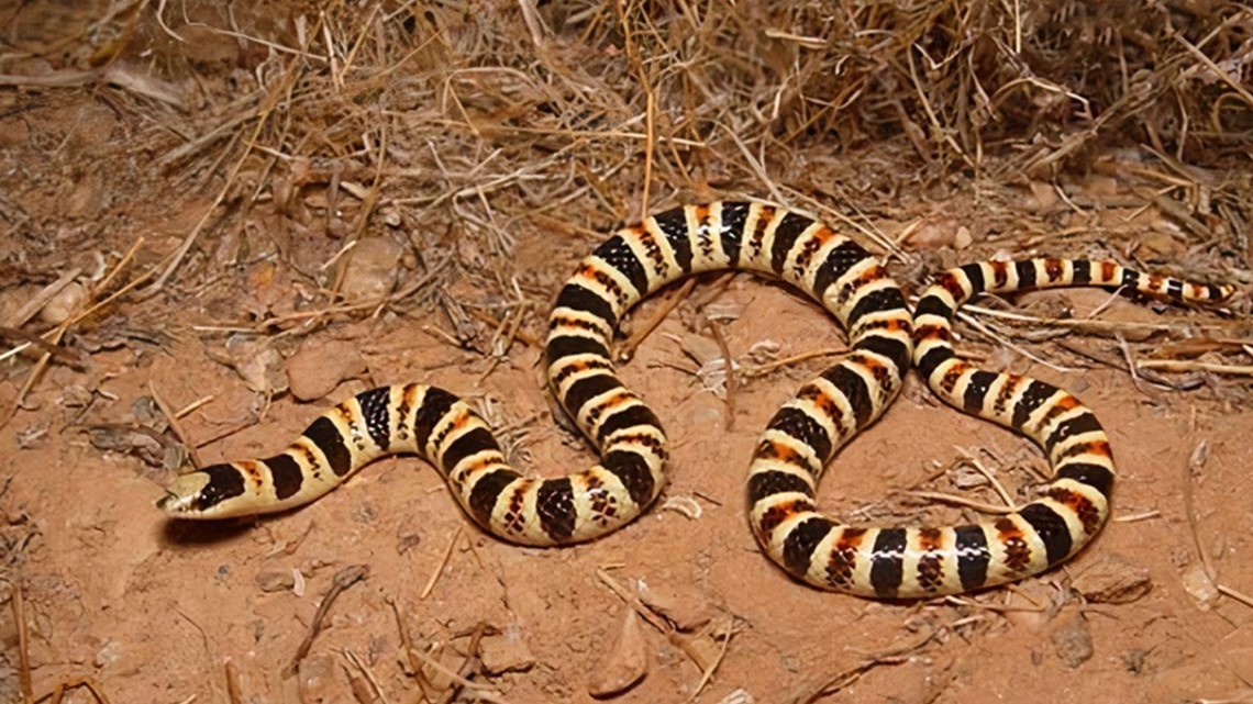 Grup berusaha melindungi ular Arizona dari pembangunan perkotaan