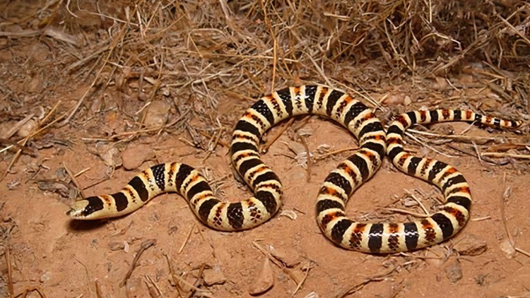 'Reckless development' prompts legal action to protect Arizona's snakes