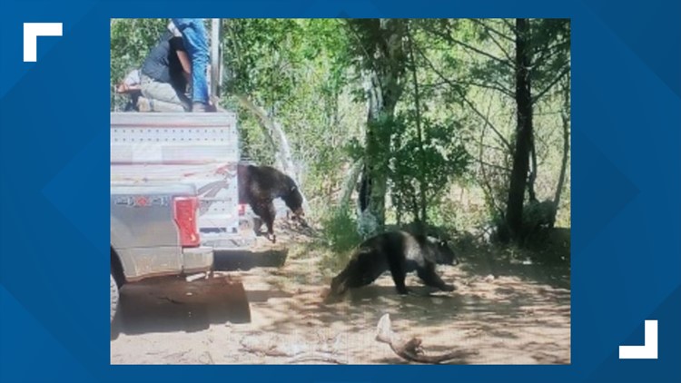 Orphaned Arizona black bears rehabilitated and released into the wild