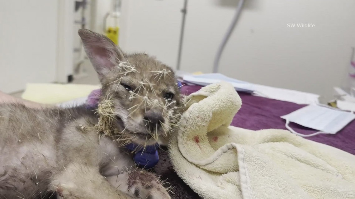 Baby coyote recovering after getting in a prickly situation
