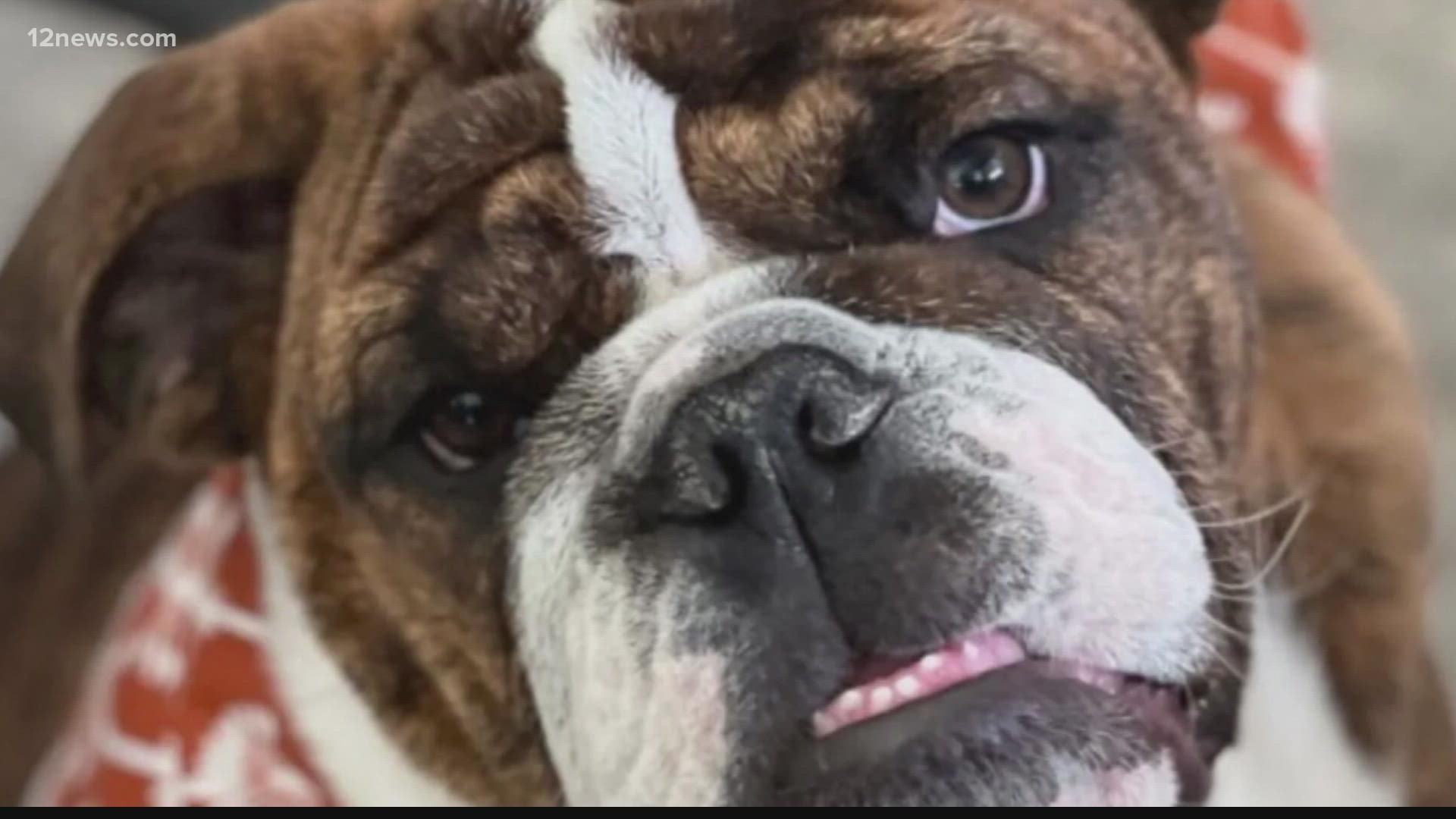 Nathan the English Bulldog has been since Sunday night and the Barretts believe someone may have taken him.
