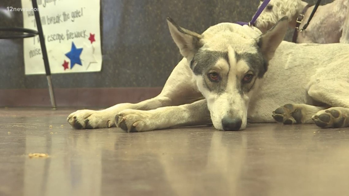Anjing yang hilang, kucing sekarang harus dipindai untuk microchip di Arizona