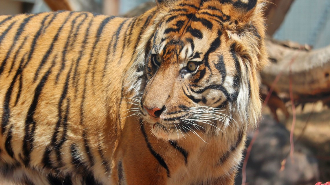 Harimau di Kebun Binatang Phoenix menderita penyakit ginjal