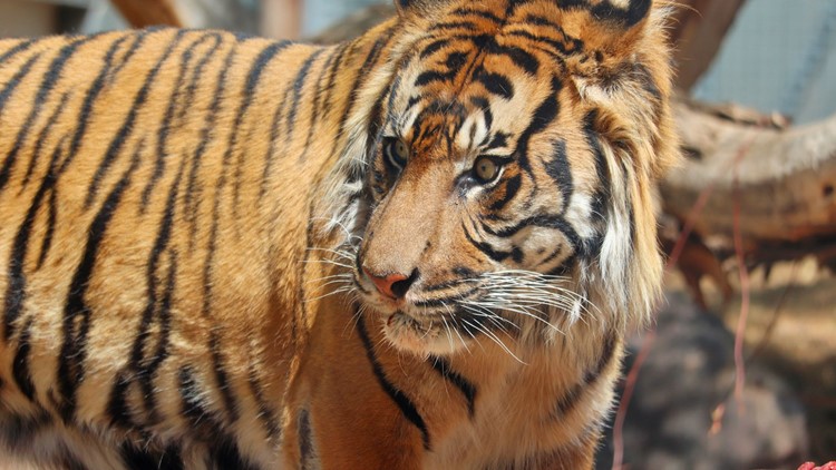 Phoenix Zoo tiger diagnosed with chronic kidney disease