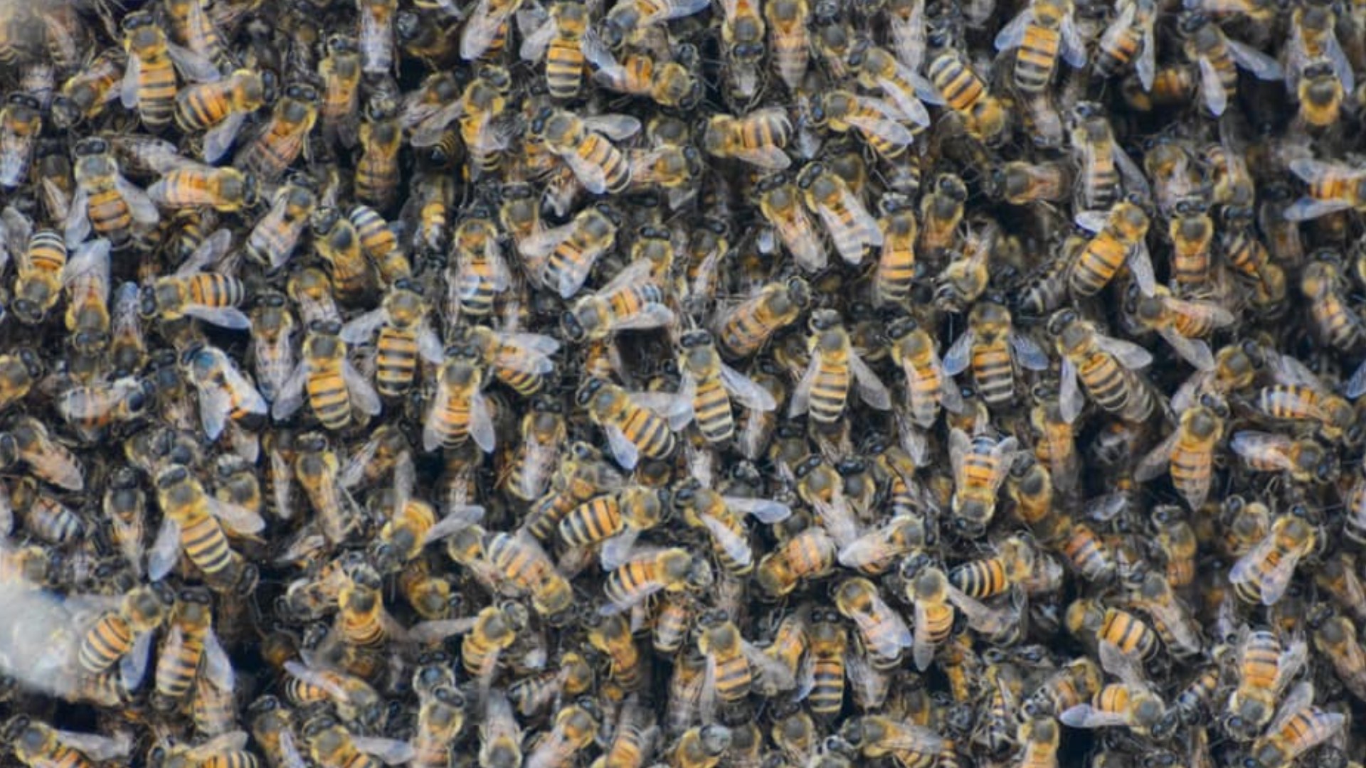 A large bee swarm in Phoenix left three people injured on Wednesday, including one man who had to be rushed to a hospital.