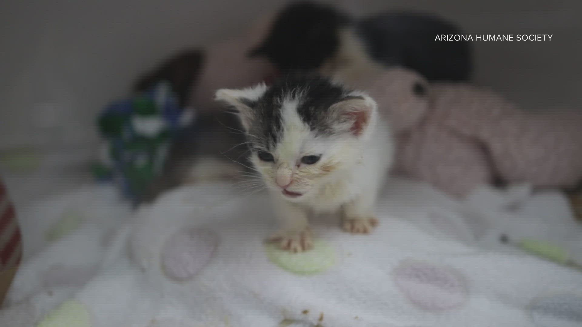More than 75 kittens are being cared for at the ICU which has a maximum capacity of 54, according to the humane society.