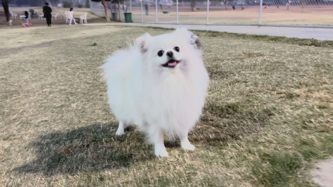 2-dogs-confirmed-to-have-mystery-illness-in-arizona-12news