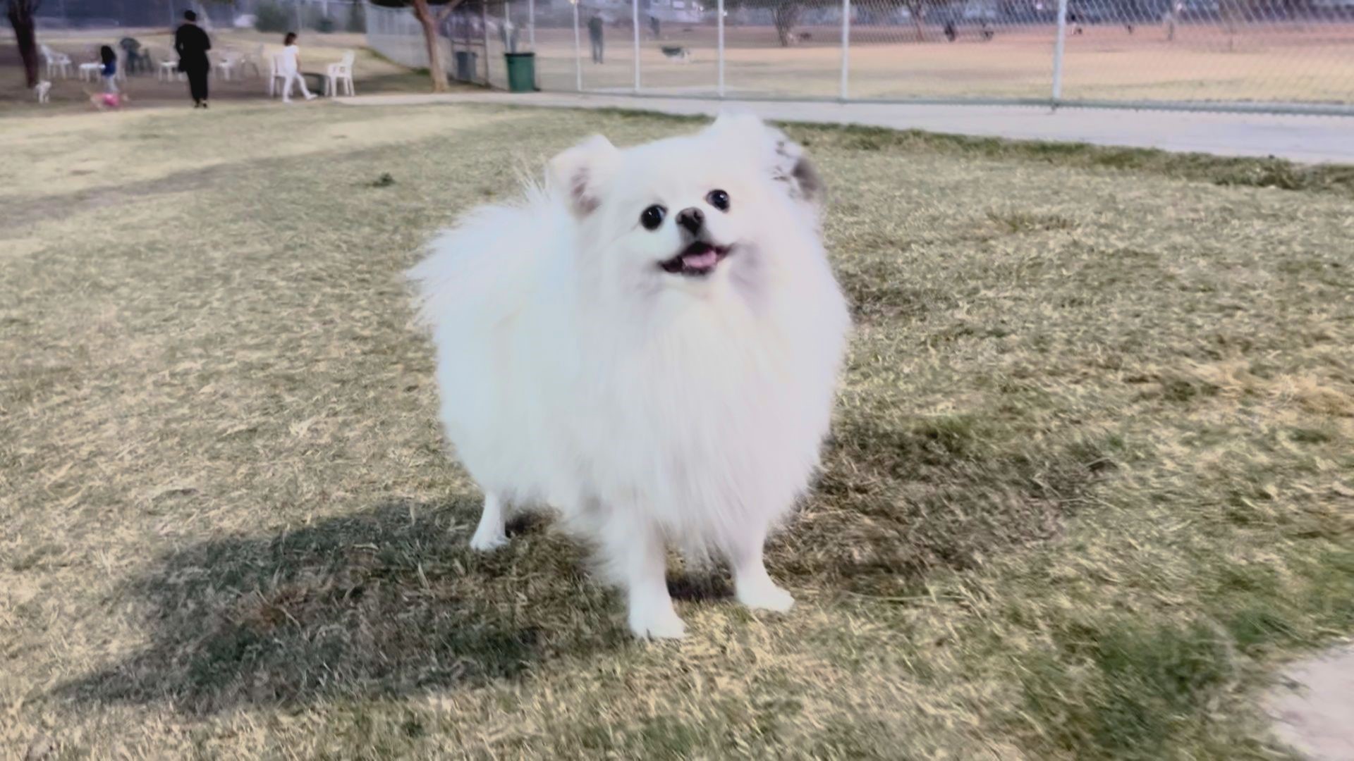 A trailer full of equipment belonging to Good Dog Agility was recently stolen in the East Valley.