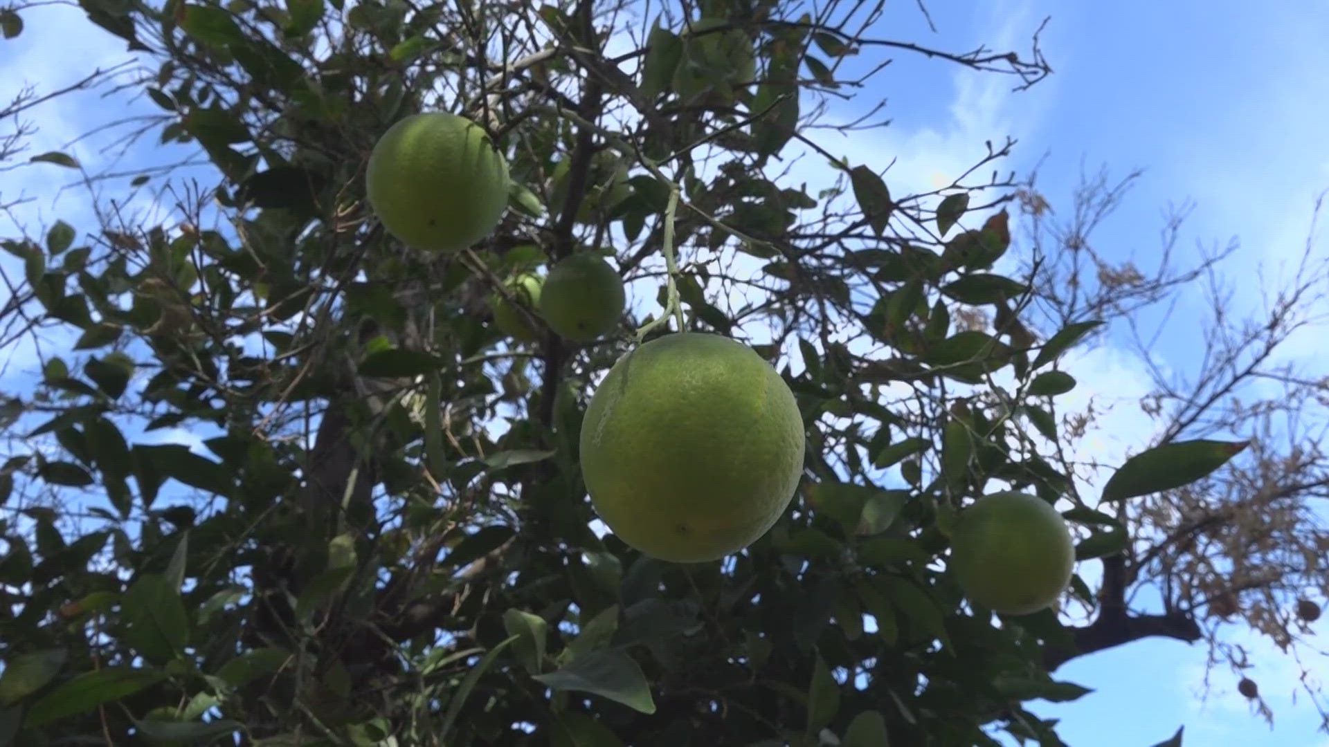 Phoenix totaled 54 days of 110 degree temperatures or higher in 2023, citrus trees were amongst those that suffered because of it.