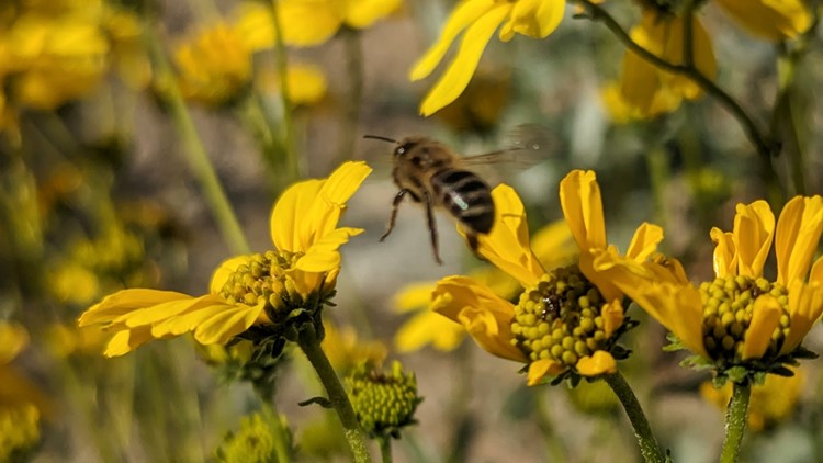Experts say this wildflower season could be a 'superbloom'