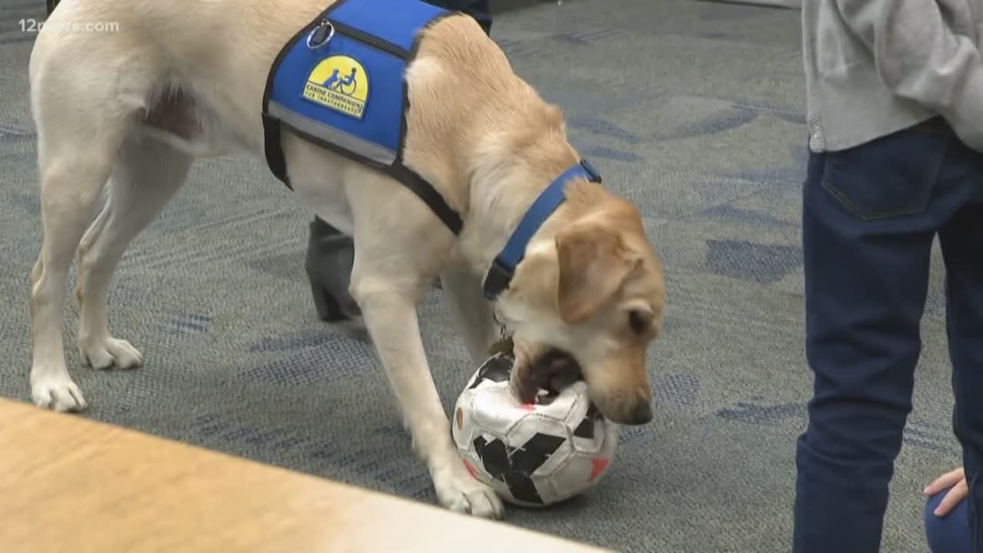 The nonprofit, Canine Companions for Independence, is making magic happen for school children in one Ahwatukee elementary school. Bolt helps motivate children and keep them focused while in the classroom.