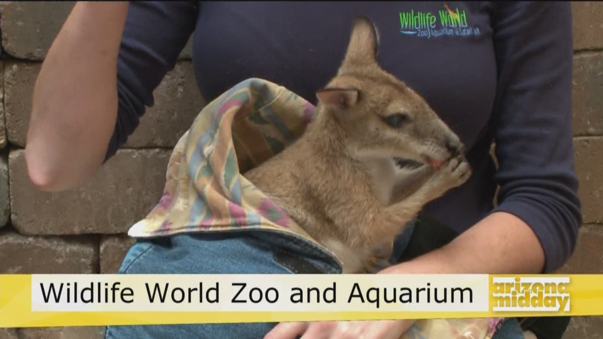 Kristy Morcom from The Wildlife World Zoo and Aquarium brought Shakira the Wallaby to the studio today!