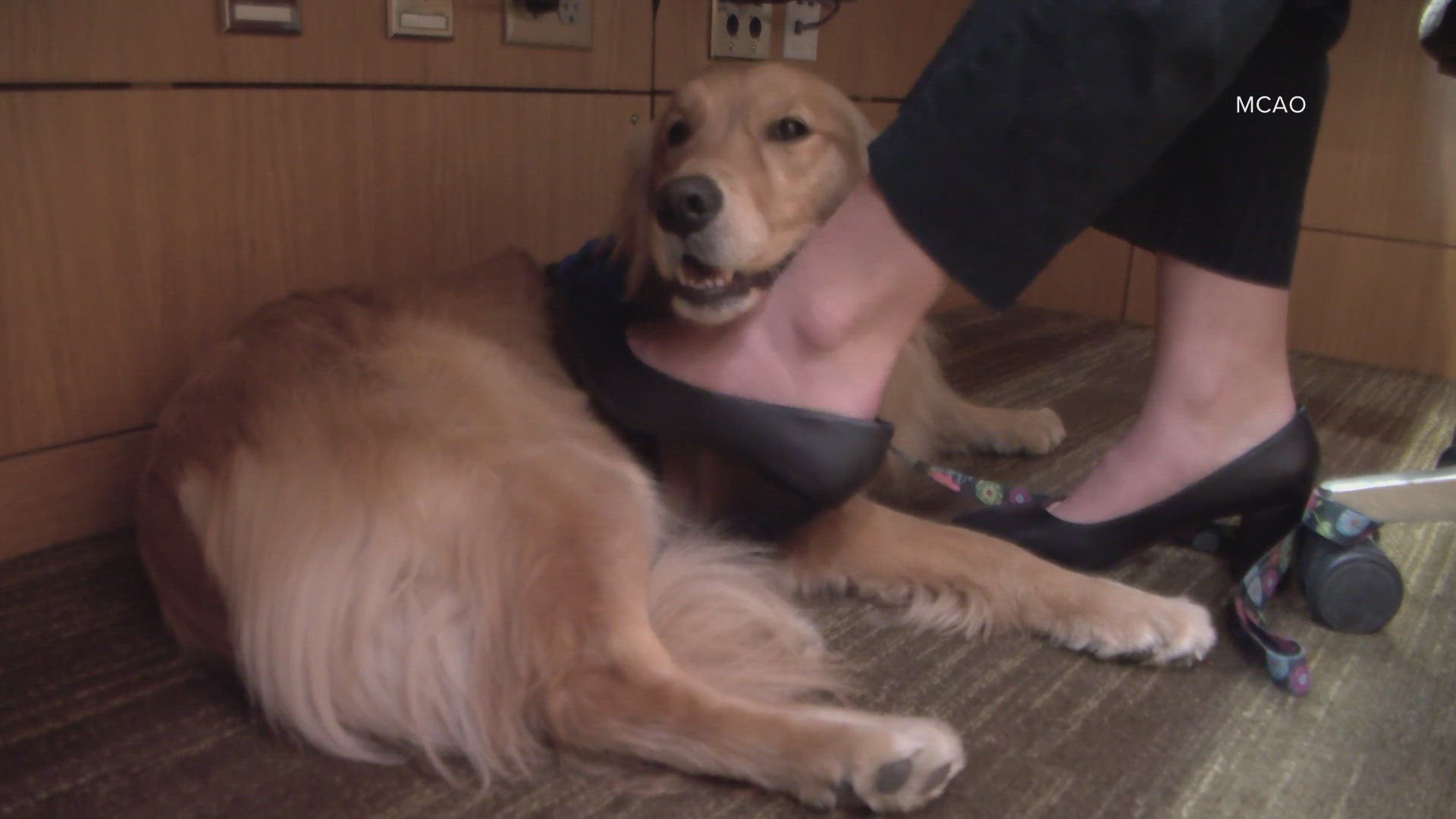 Meet the new K-9 dog supporting victims in Maricopa County