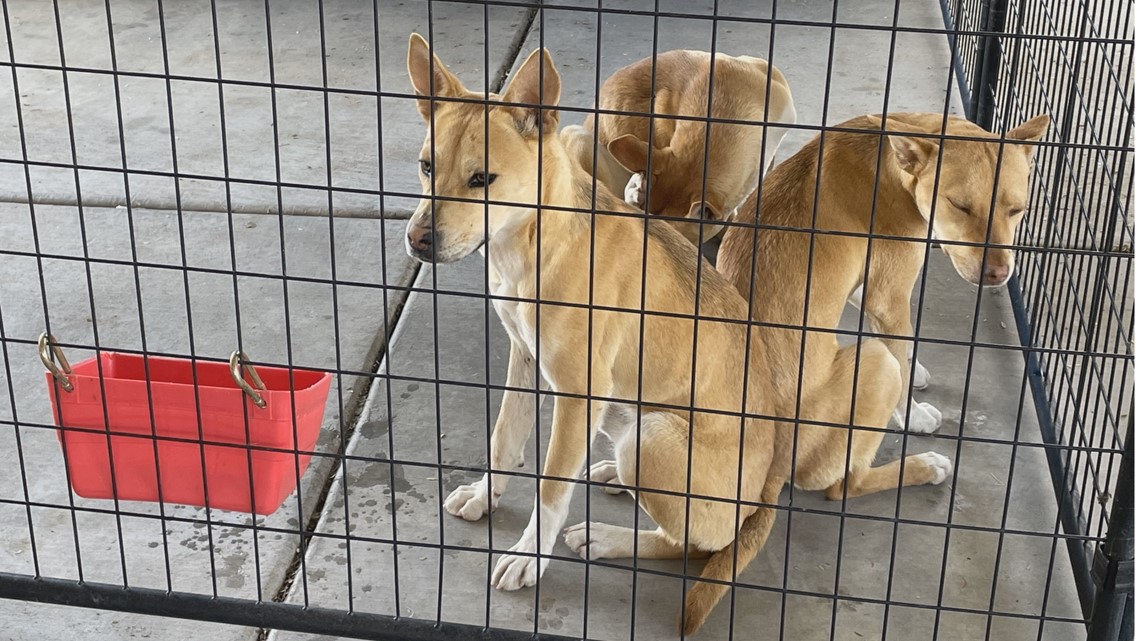 Puppies abandoned at South Mountain up for adoption - Vimarsana News