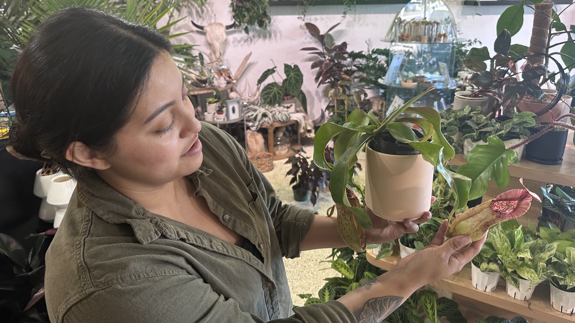 Mesa plant shop puts down roots in central Phoenix