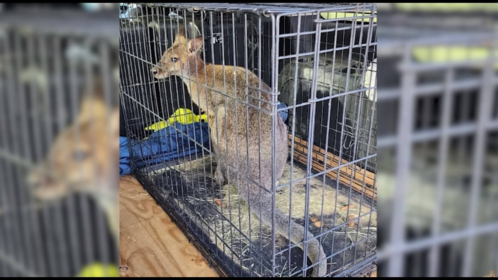 Video Officials rescue wallaby on the loose in Arizona 12news