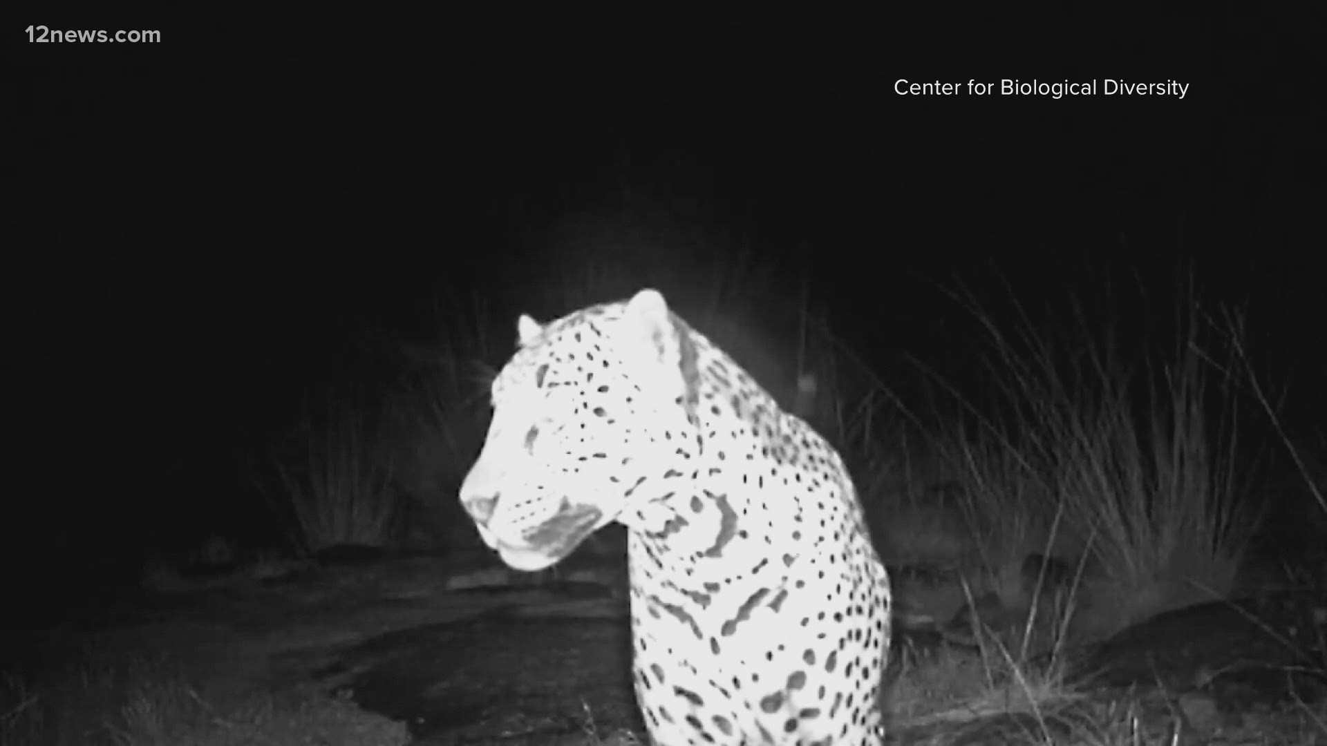 A jaguar and ocelot were spotted in separate sightings in southern Arizona last month. Arizona Game and Fish has been tracking them for two years.