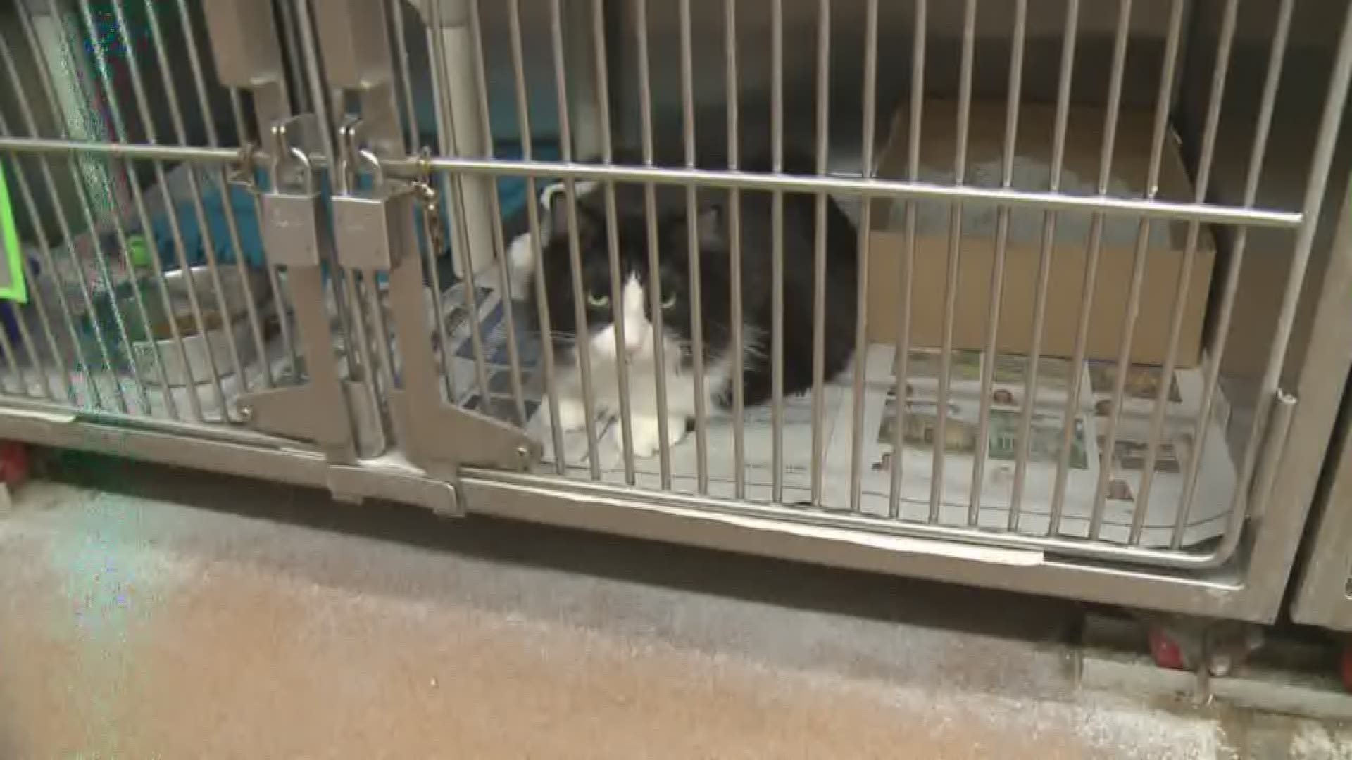 Free adoption weekend at Maricopa County Animal Care and Control |  
