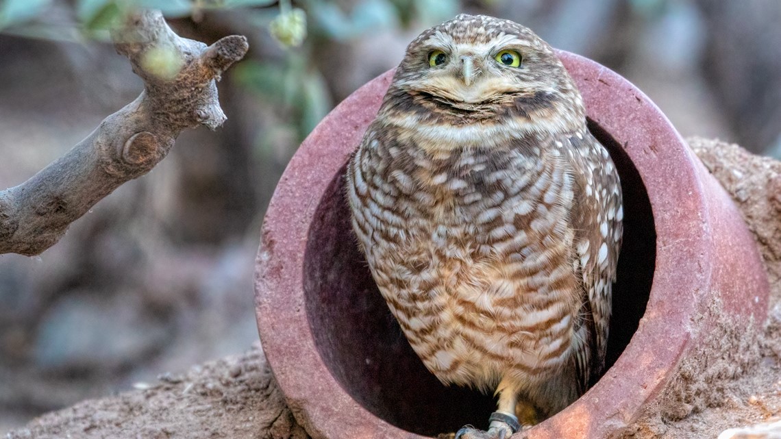 Ditch the Super Bowl for a Who's Who of Superb Owls