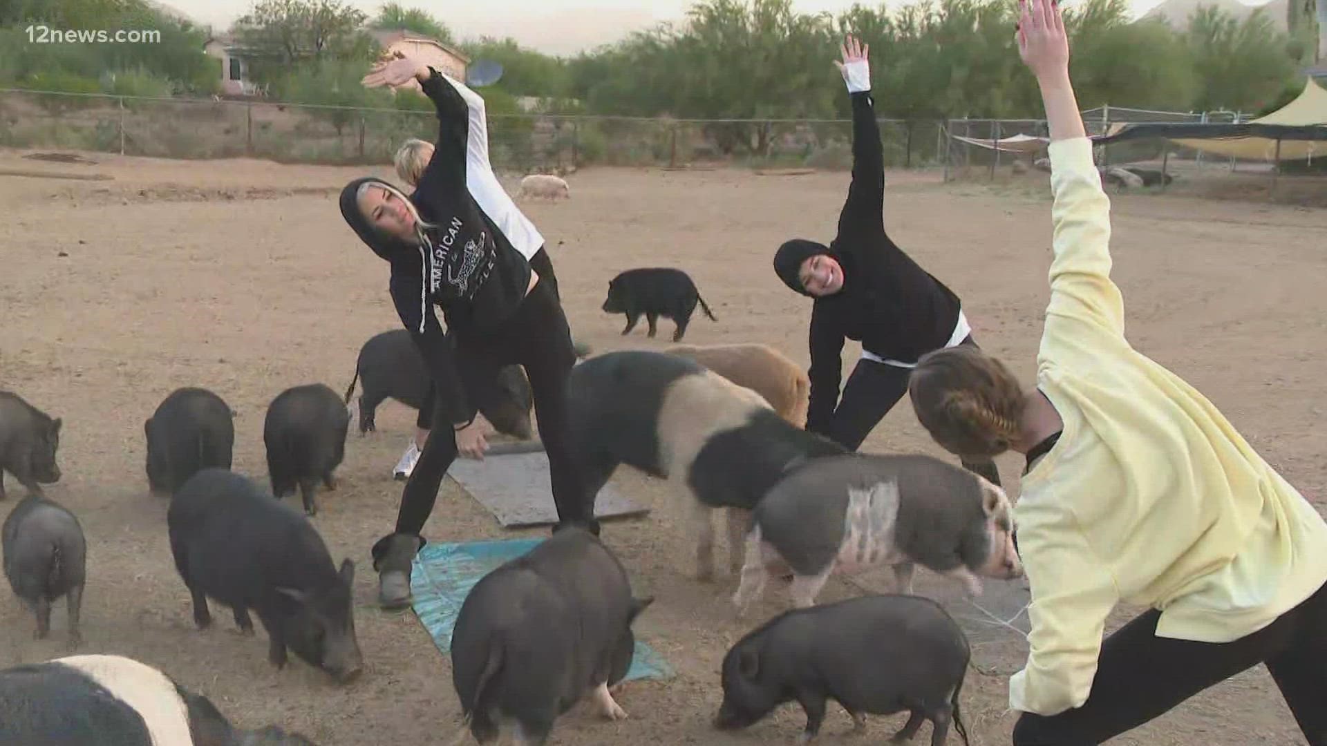 The rescue saw the success of goat yoga and they thought "Why not pigs?". Head over to BetterPiggiesRescue.org to sign up!