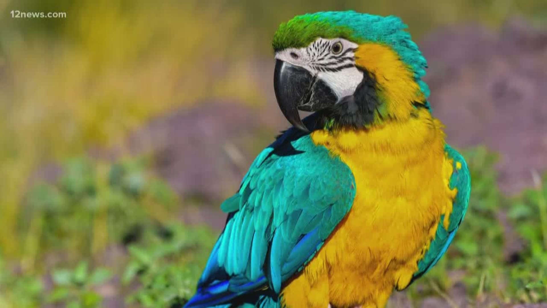 Family Offers Reward For Info On Missing Macaw 12news Com
