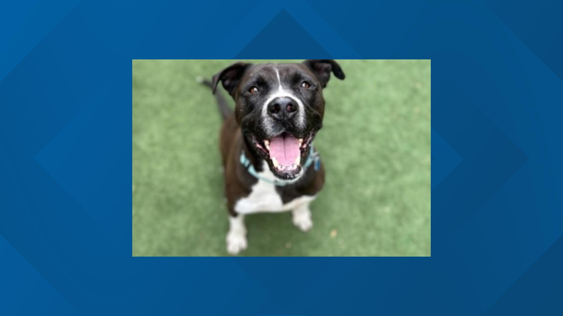 waived-pet-adoption-fees-at-arizona-shelter-12news