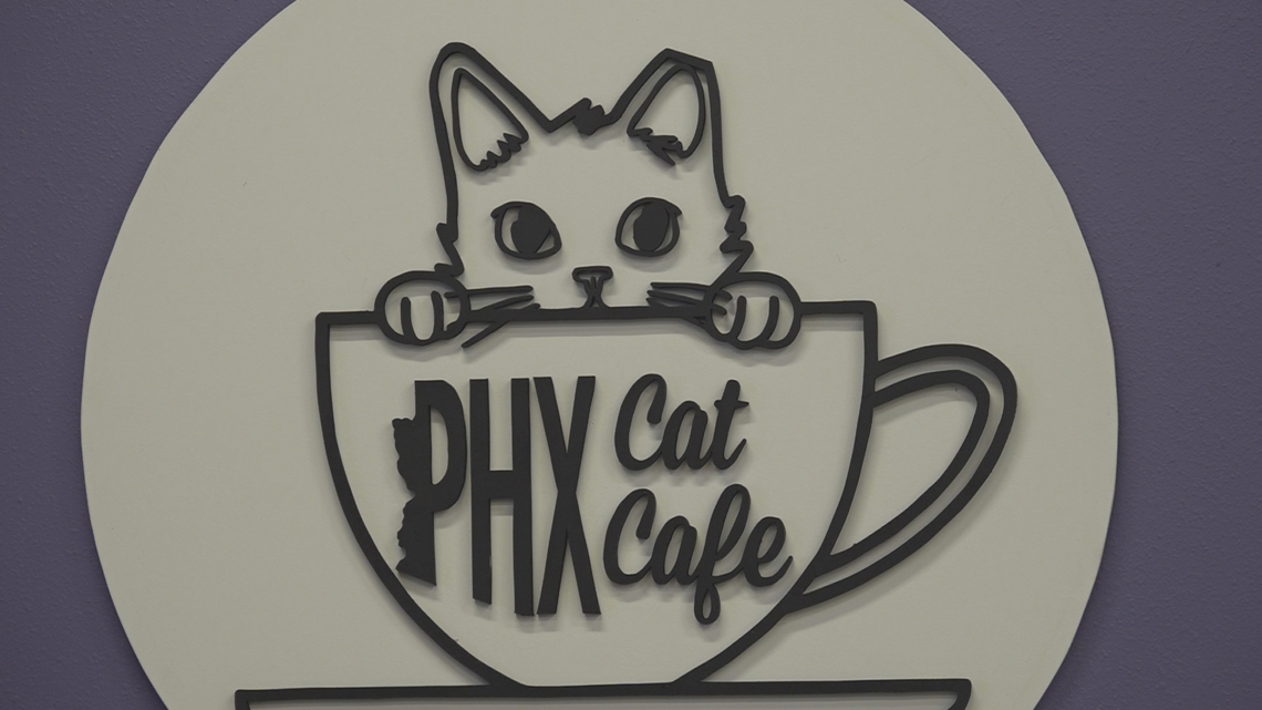 You can now find three cat cafes in the Valley: one in Mesa and two in Phoenix. PHX Cat Cafe just opened a new location near 43rd Avenue and Union Hills Drive.