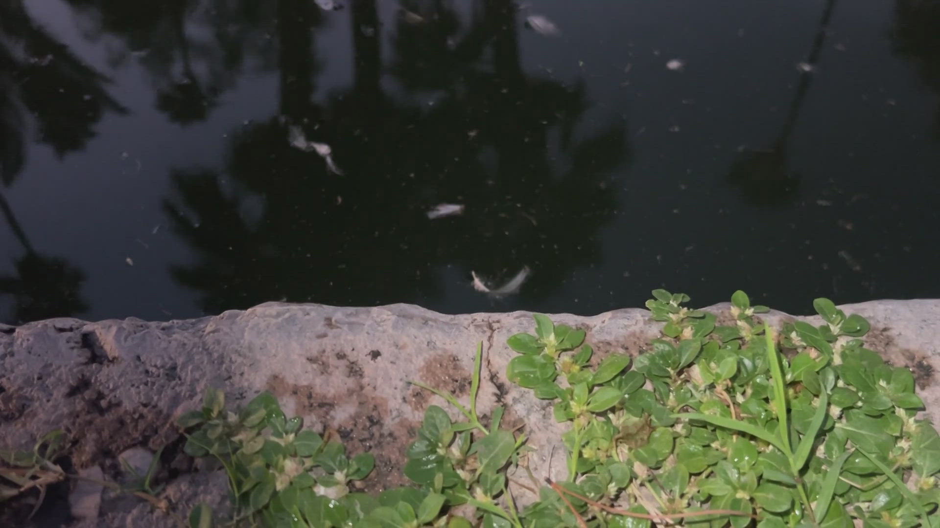 As much of the Valley continues to clean up from recent storms, the active weather has ushered in a wave of unwanted visitors: mosquitoes.