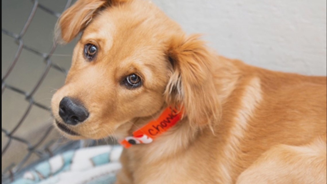 Tempe puppy rescued after owner allegedly broke his leg - Vimarsana News