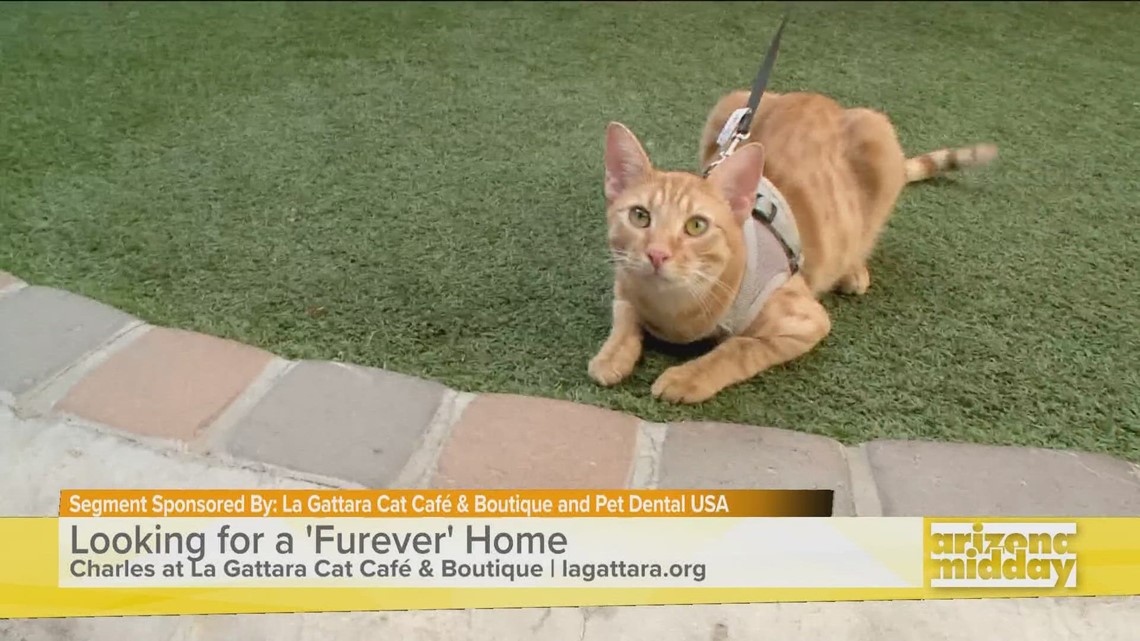 Sponsored Charles is Pet Dental USA's Pet of the Week