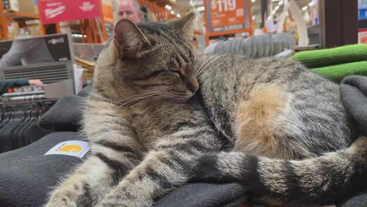 Famous feline at Chandler Home Depot avoids cat-astrophe during ER visit