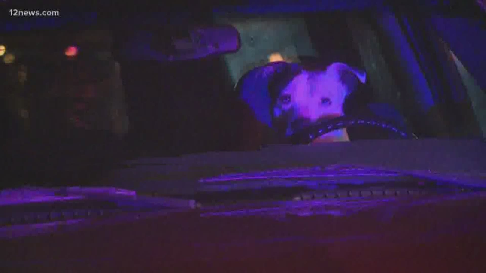 Firefighters battling a fire burning a structure that kenneled dogs Wednesday morning were able to rescue more than a dozen dogs, according to Phoenix Fire.