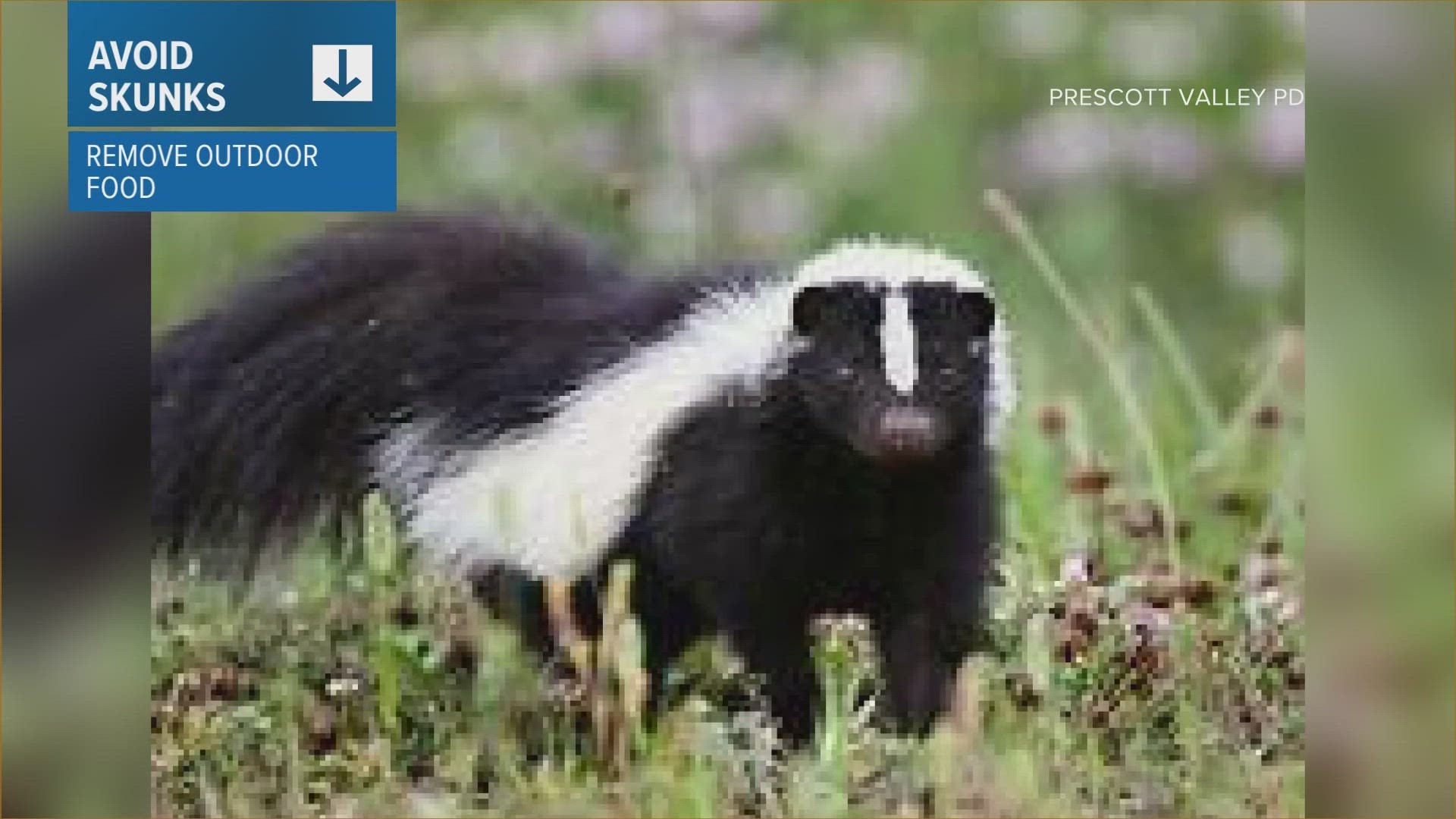 Prescott Valley police warning residents about local skunk sightings ...