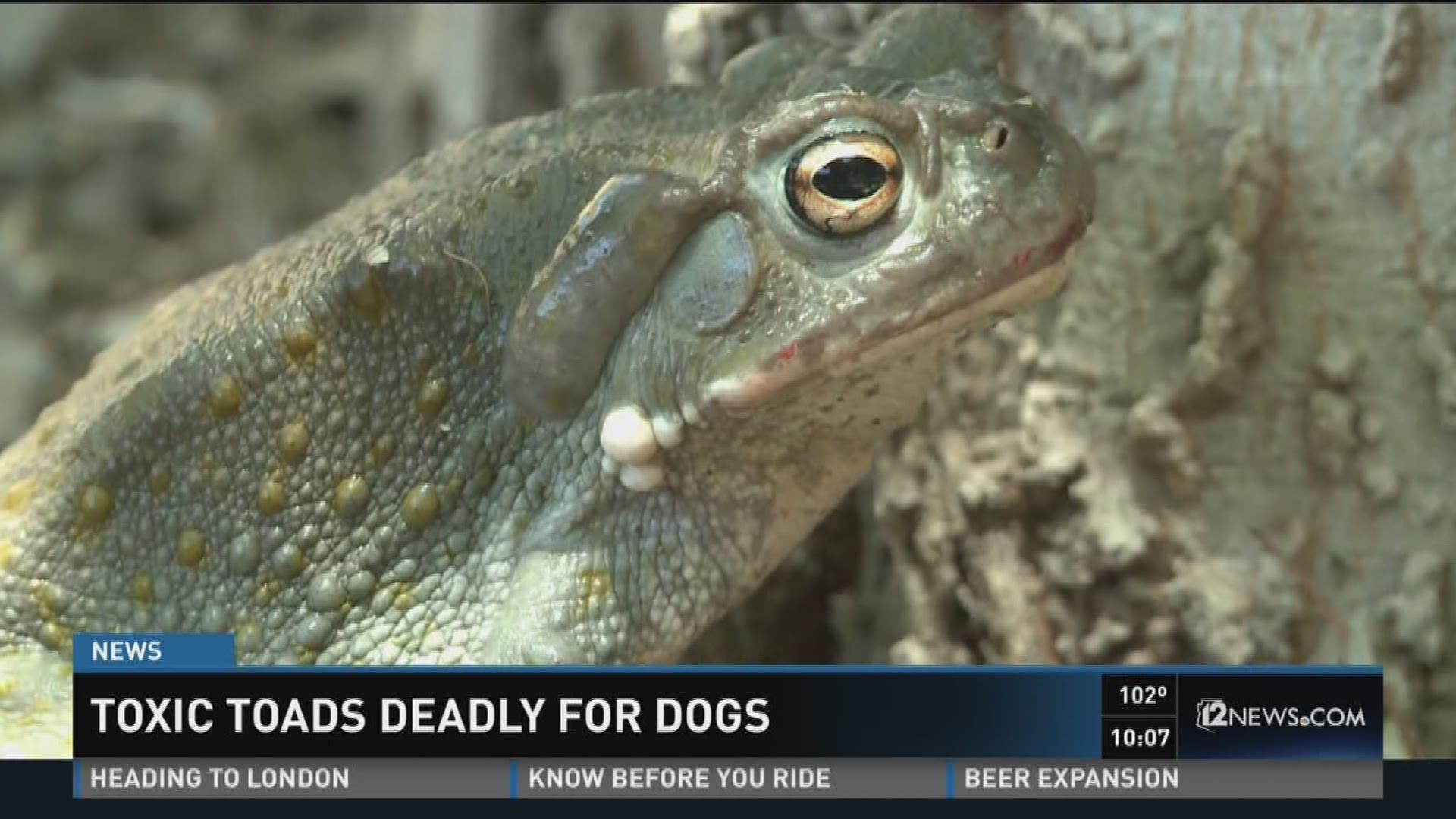 Toxic toads deadly for dogs