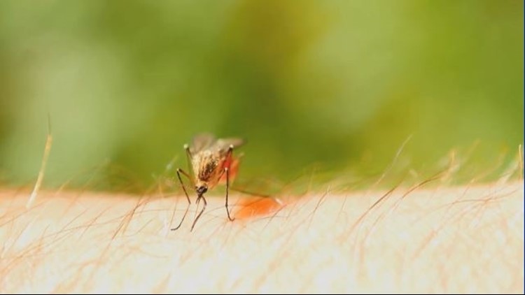 Rain and snowmelt could lead to bad mosquito season for the Valley