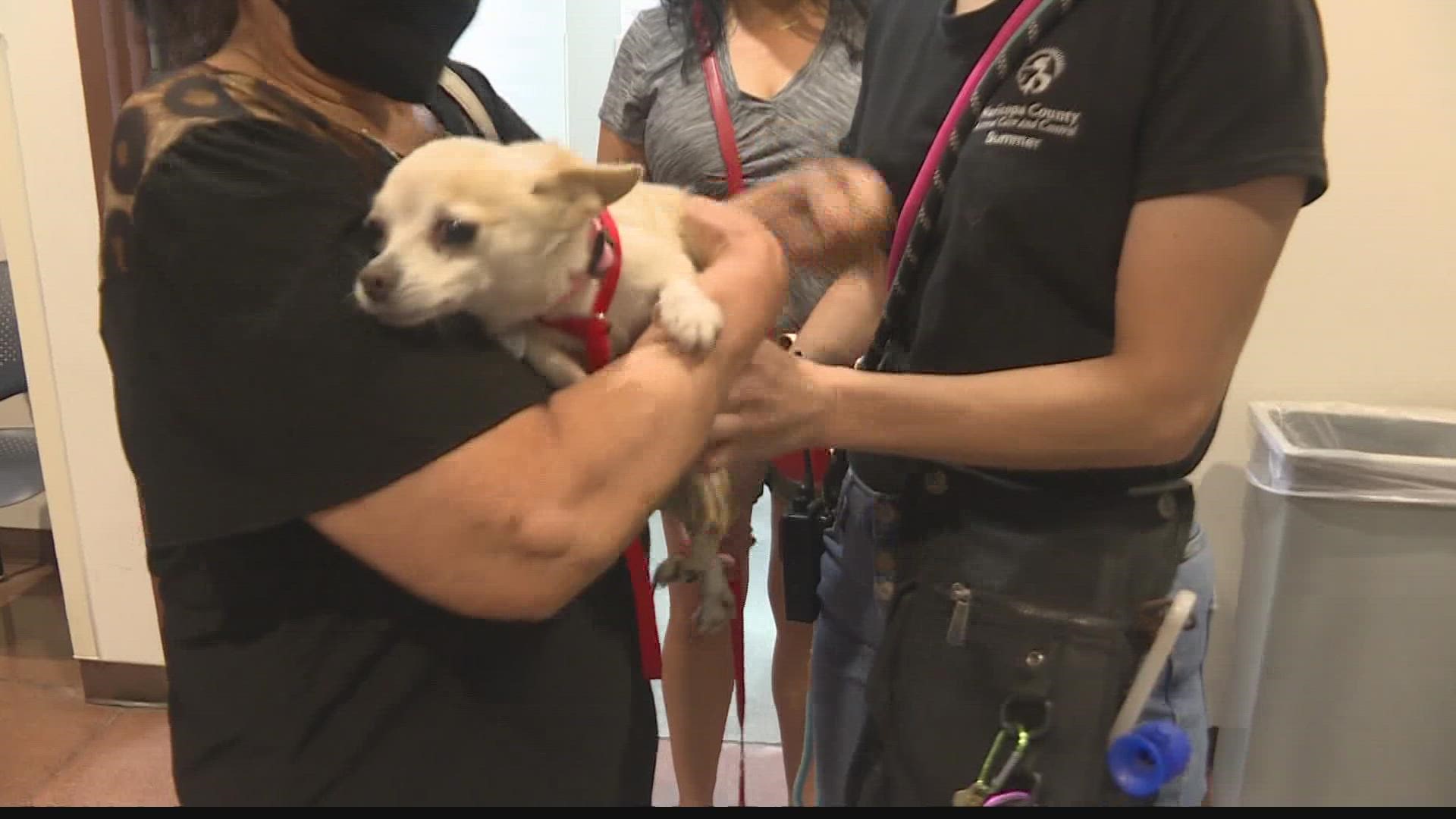 Valley pet owner reunites with lost dog after fireworks 