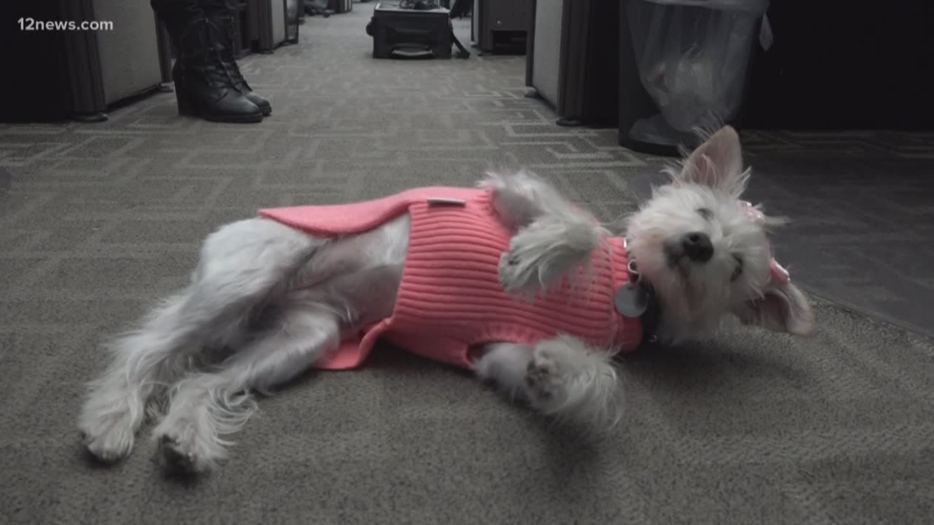 In January, 911 dispatchers in Scottsdale adopted a two-year-old terrier mix named Poppy. Poppy lives at the dispatch center, and her task is simple: help dispatchers relieve stress just by being cute.