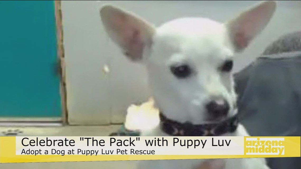 Pawfection Meet Cute Puppies In Need Of A Furever Home 12news Com