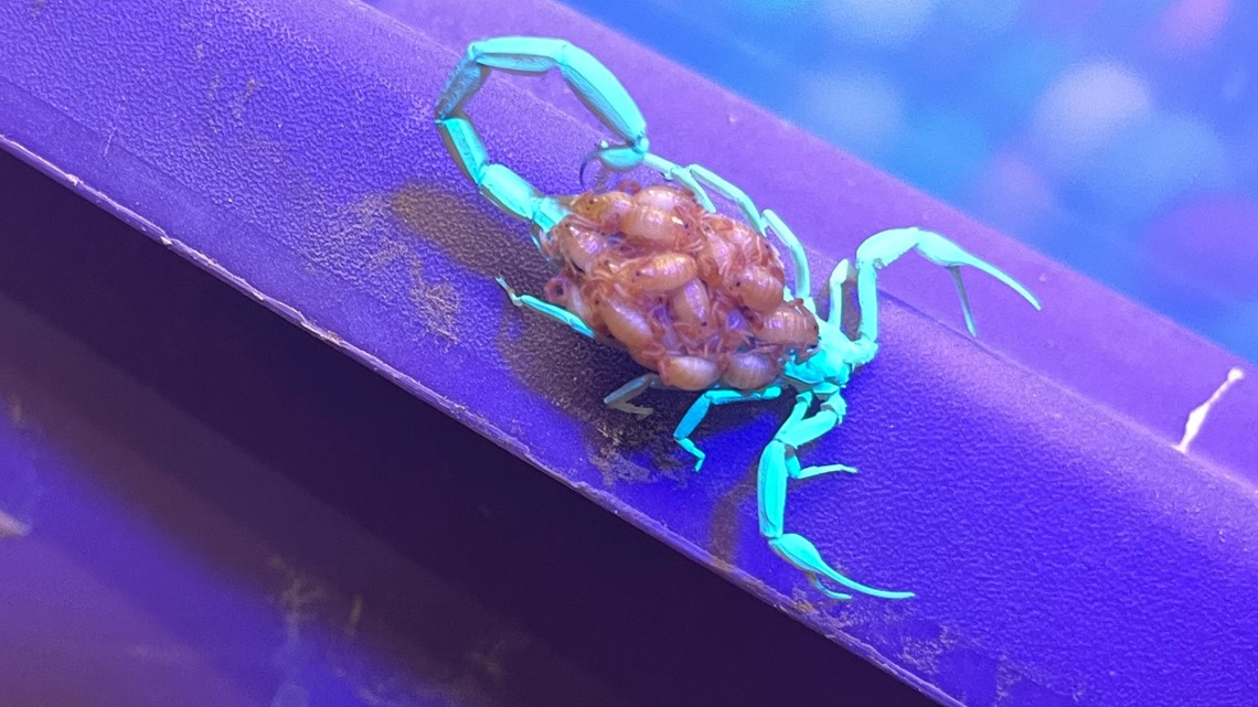 This scorpion mom is walking around with her scorplings. Here's why that's unique