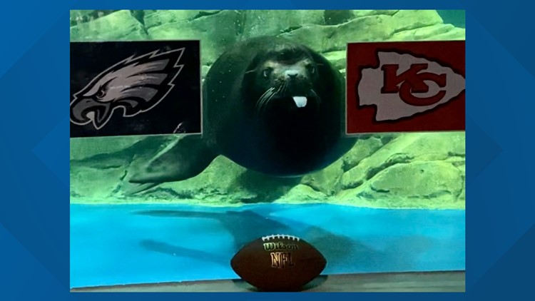 Scottsdale sea lion predicts winner of Super Bowl LVII