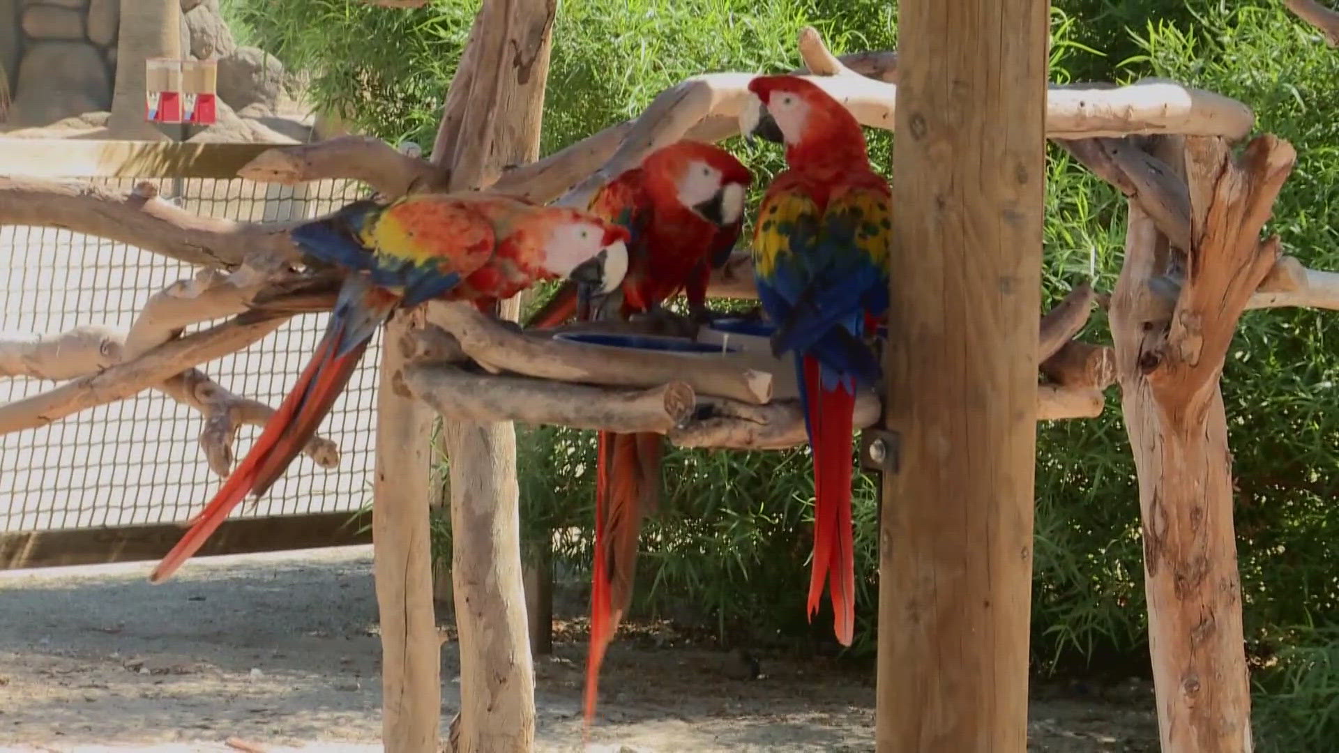 The Maricopa County Public Health Department said Wednesday test results have detected the presence of avian flu at the Litchfield Park zoo.