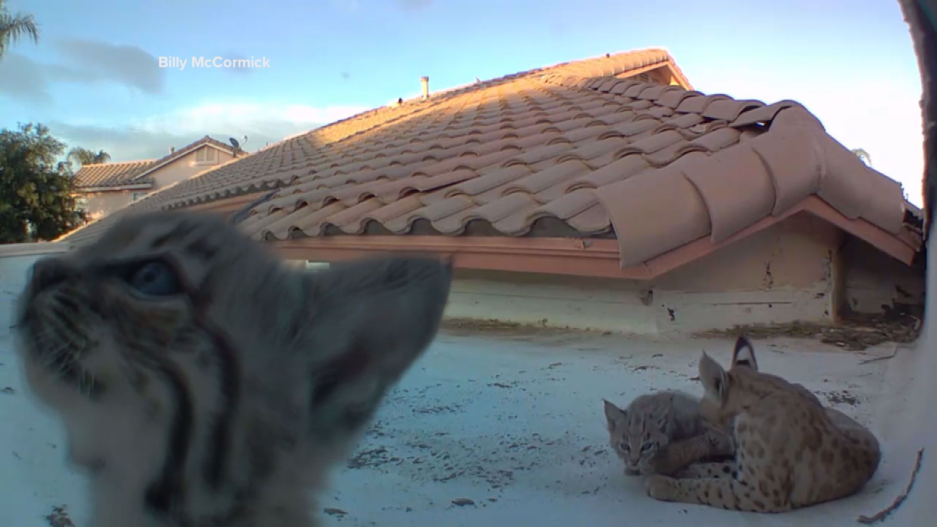 Billy McCormick says every year a bobcat gives birth on his roof in Tucson, AZ. This year he set up a camera and caught the kittens having a little fun while mom looked on.