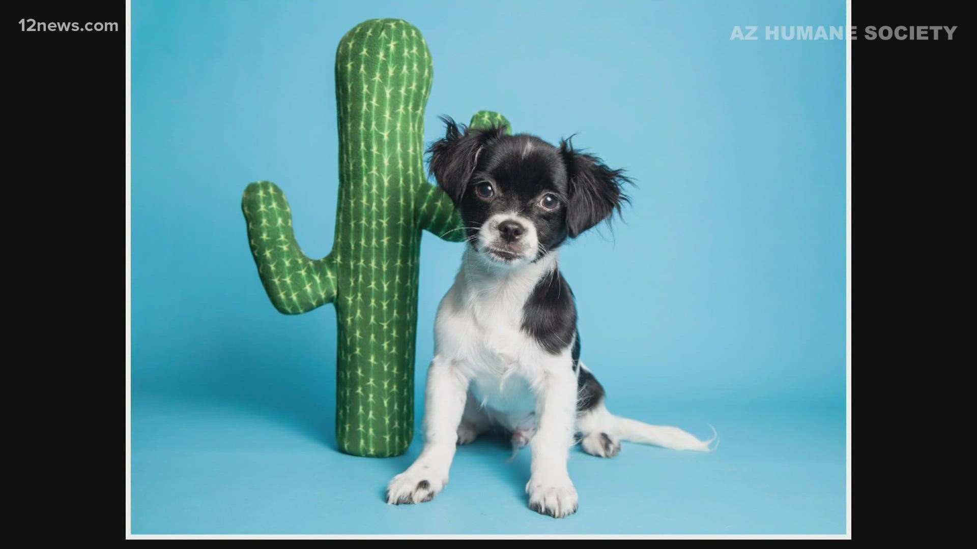 After veterinarians successfully plucked cactus needles off the face of a five-month-old Chihuahua, the dog, now named "Cholla Charlie", is looking for a new home.