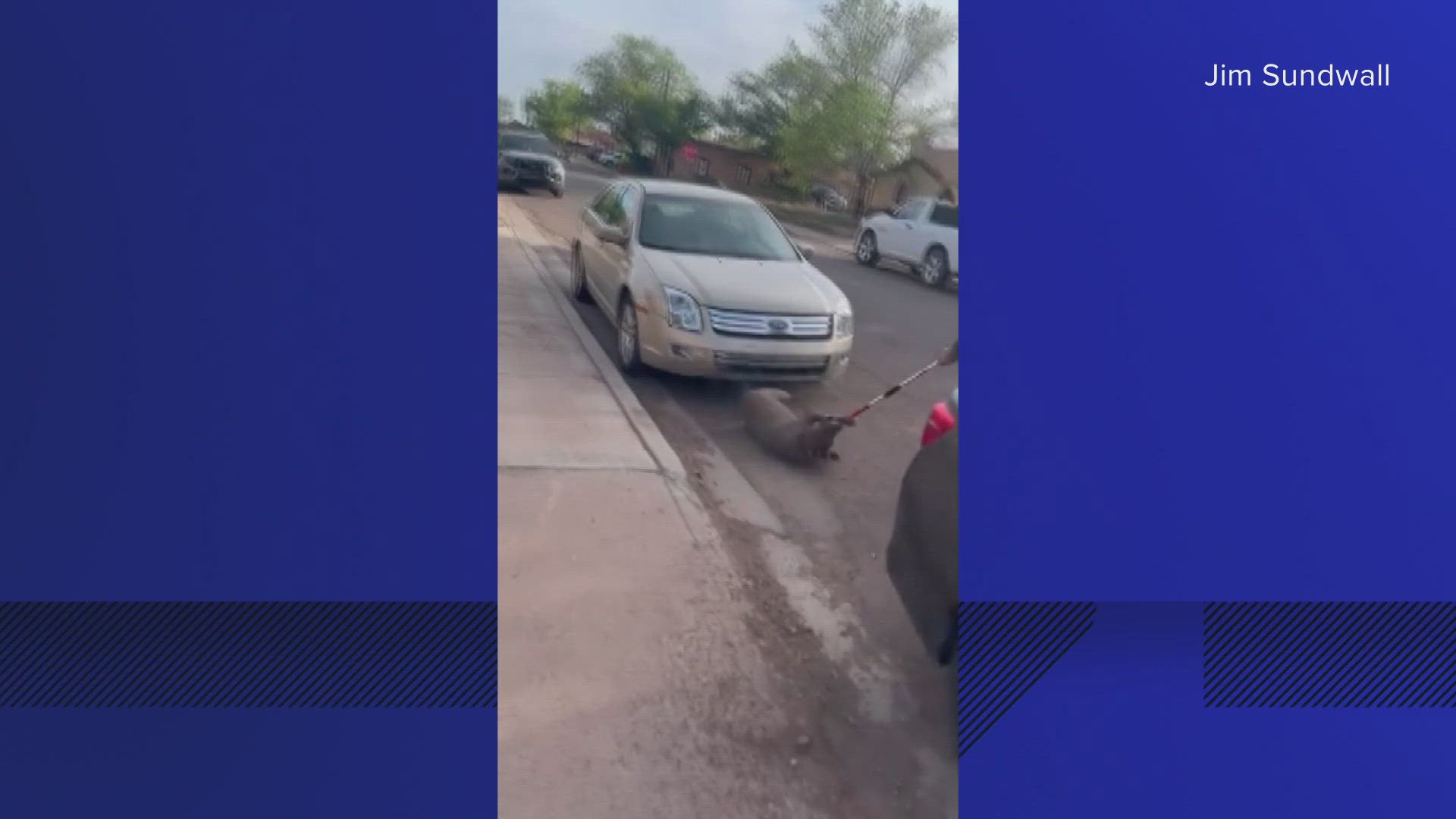 Winslow police announced Tuesday they're reviewing an allegation of animal abuse made against a local animal control officer.
