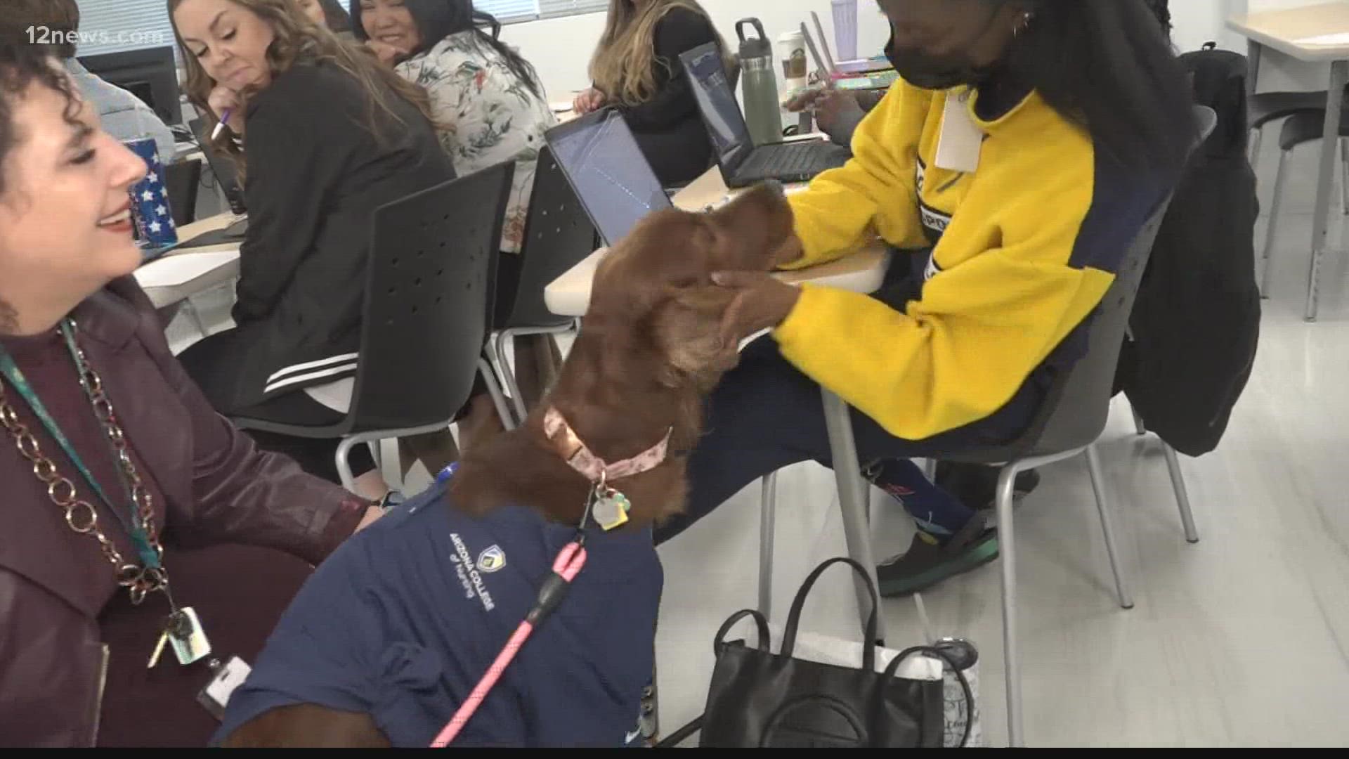 Little Lucy the therapy dog is helping ease anxiety and stress for nursing students at the Arizona College of Nursing's Phoenix campus.