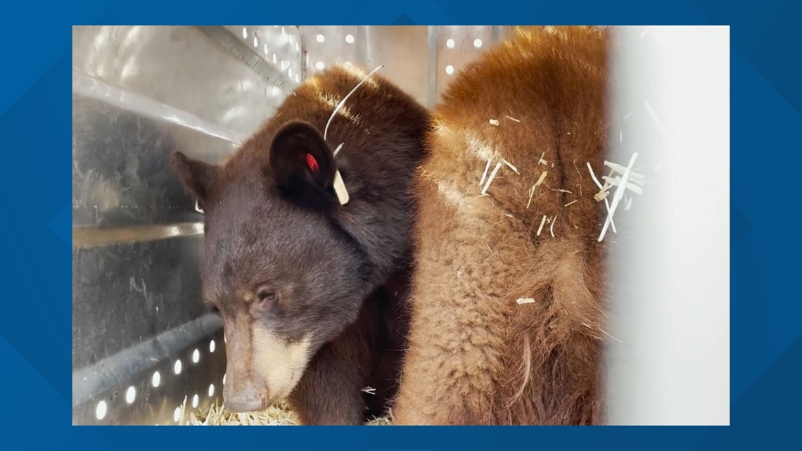 3 Bear Cubs Rescued In Arizona Last Year Released In The Wild