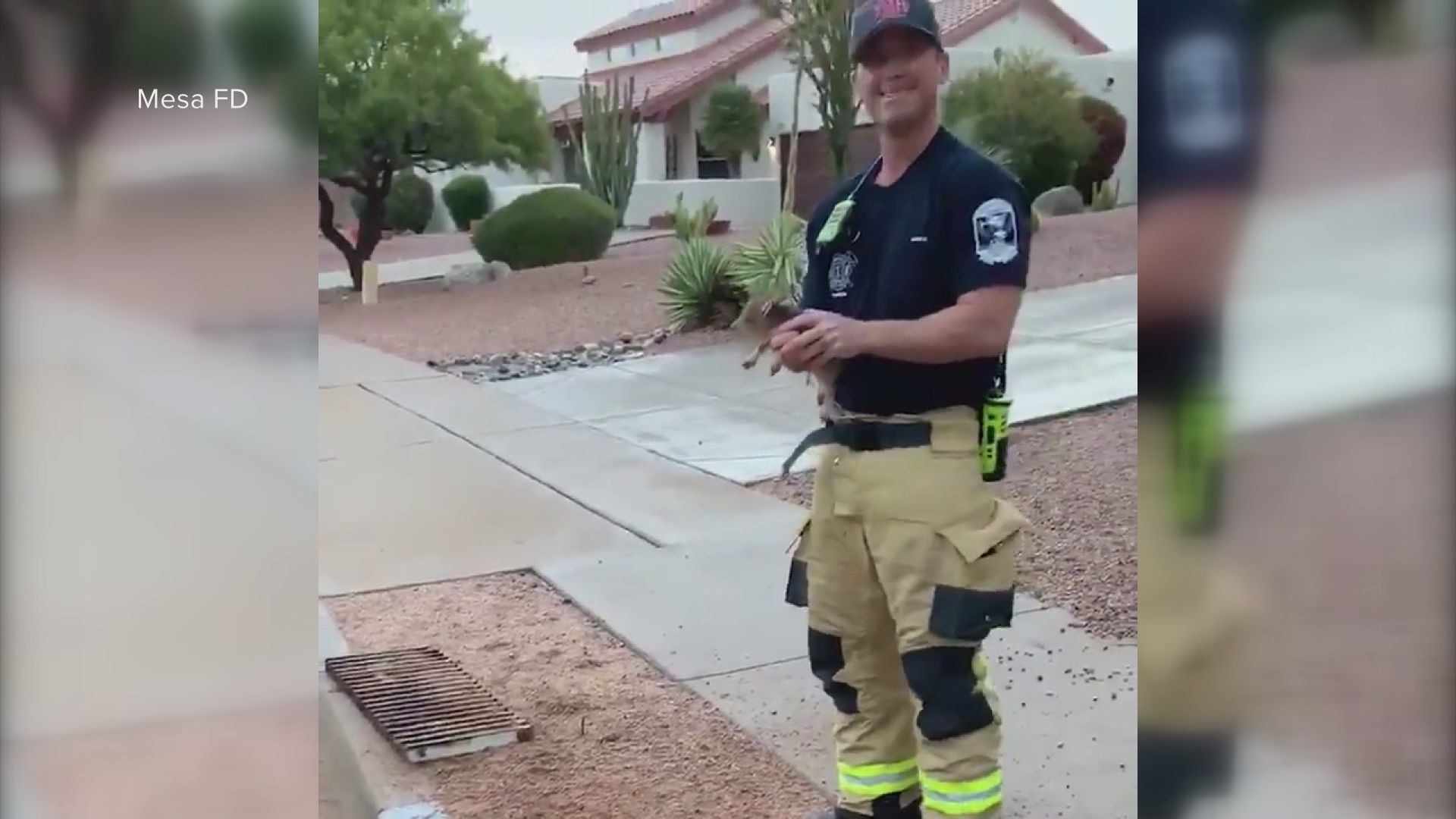 Mesa firefighters rescued two young javelinas that fell through a storm drain grate. Arizona Game and Fish stepped in to help because the two appear to be orphaned.