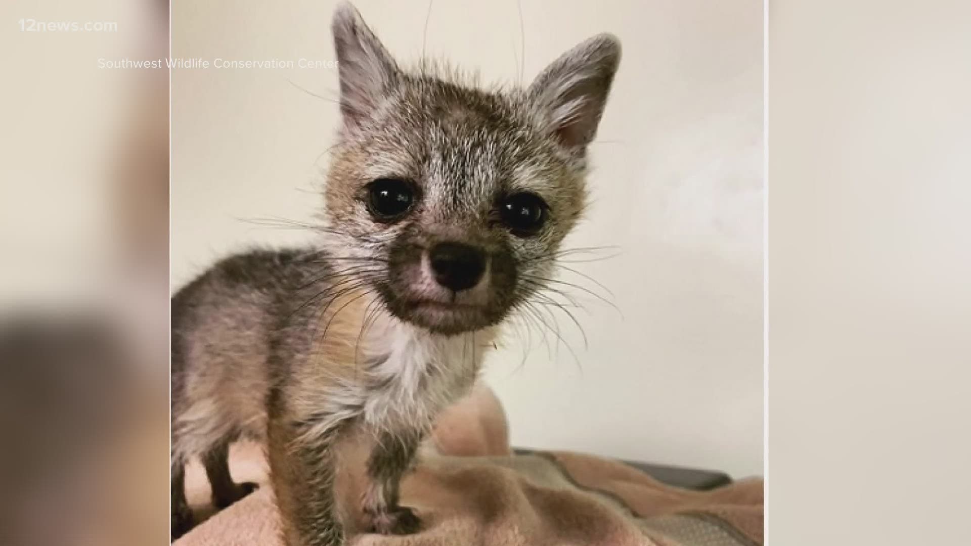 Maybe Dr. Seuss said it best when he wrote "Fox in Socks," but one Tempe family saved a fox in a box.