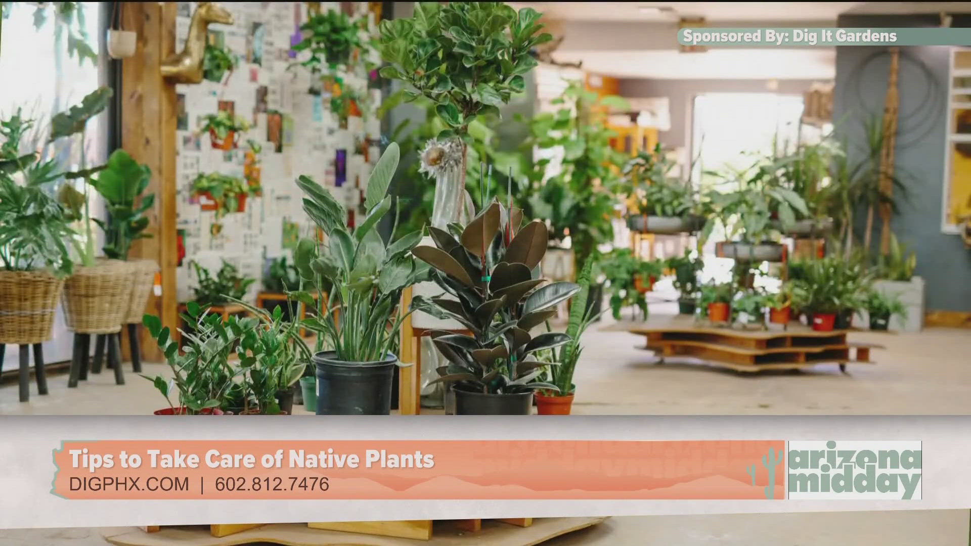 Dig It Garden stopped to share the many ways to take care of native plants. 